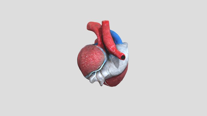 Heart 3d model