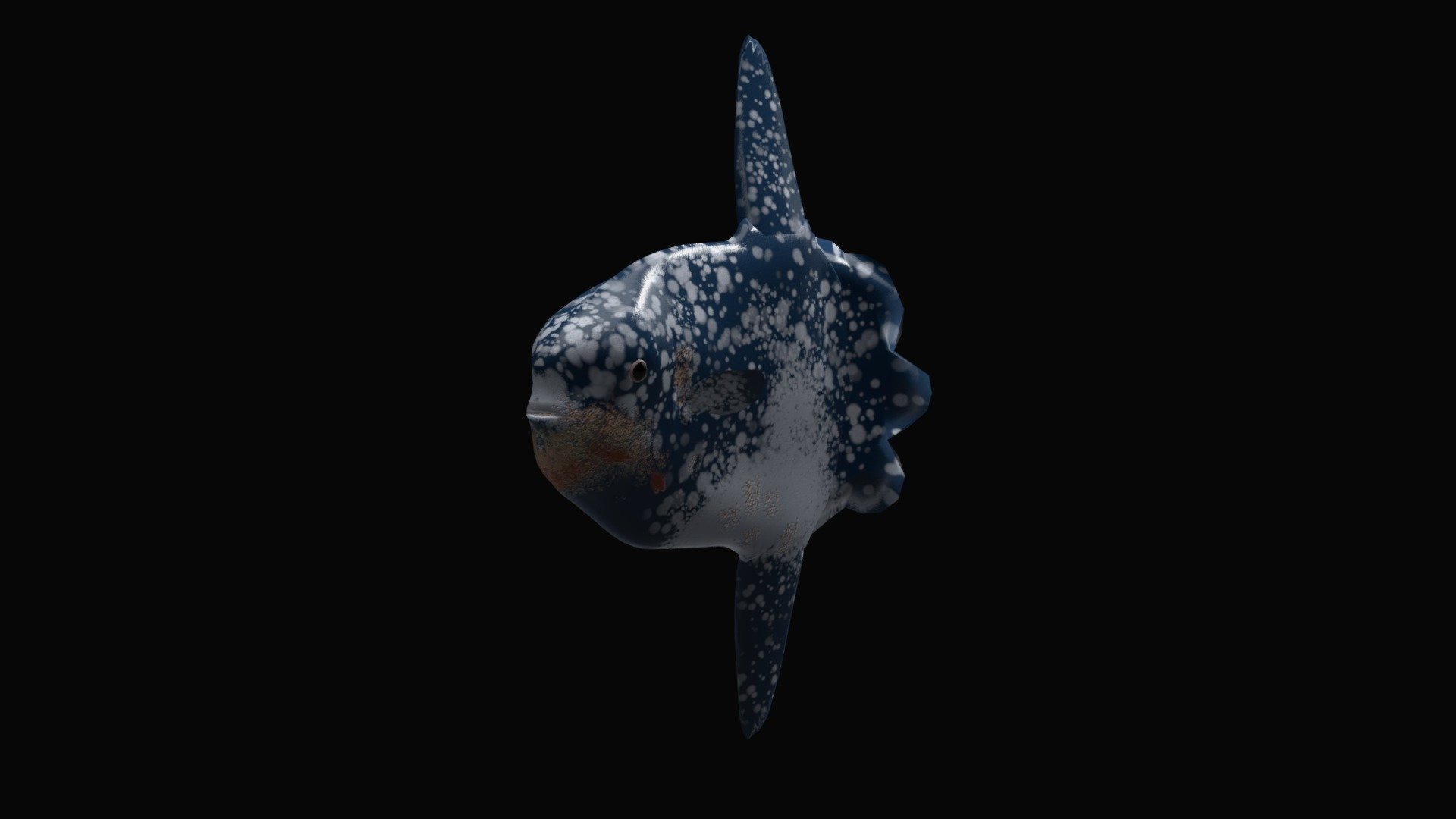 226_Fish-LODa - 3D model by Vida Systems (@objects1) [f5c5906] - Sketchfab