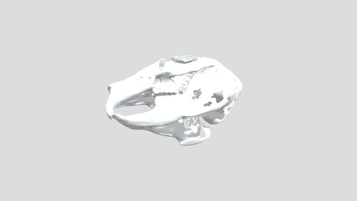 sylvilagus audubonii - Skull 3D Model