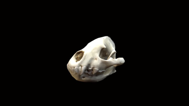 Spotted Hyena 3D Model