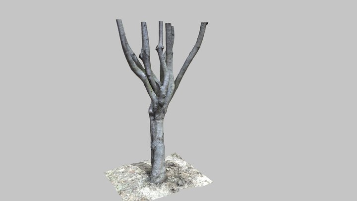 Tree02