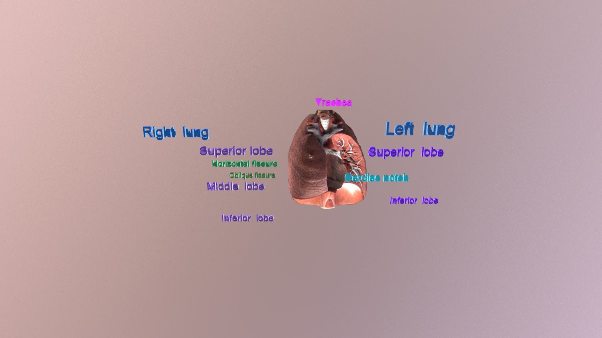3D model of Lungs