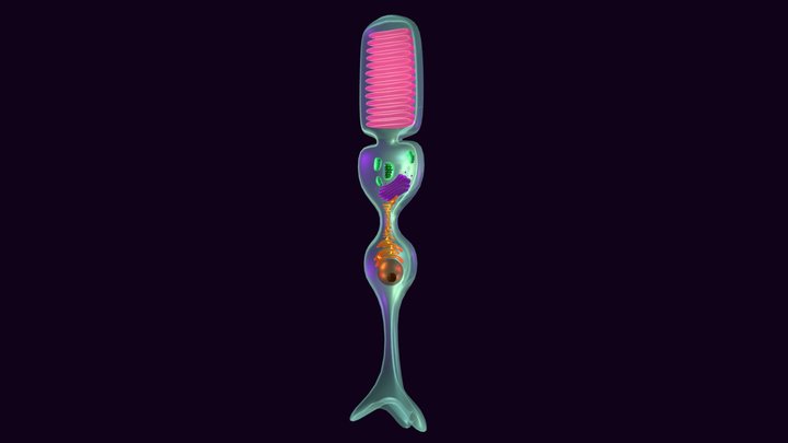 Rod Cell 3D Model