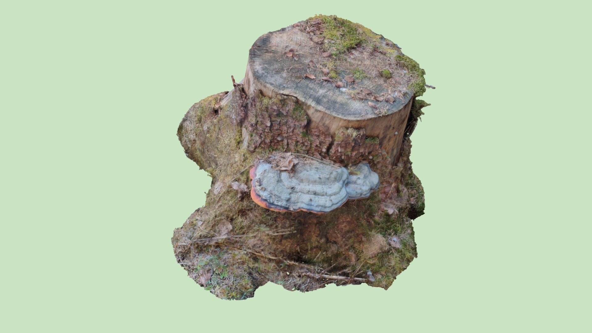 Kantokääpä (Fomitopsis pinicola)