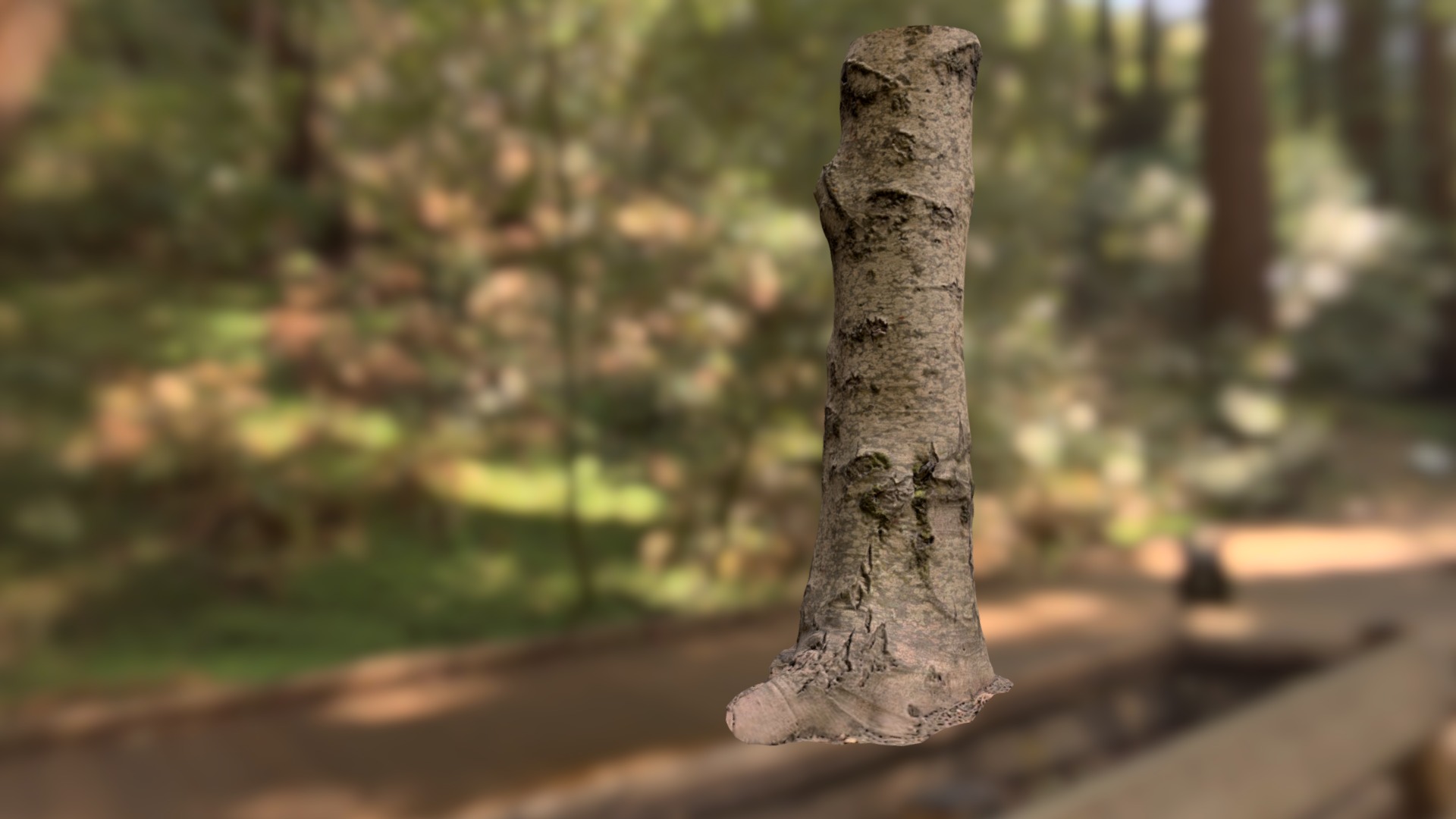 3D model White Birch Medium Mid Poly - This is a 3D model of the White Birch Medium Mid Poly. The 3D model is about a tree trunk with a knot.