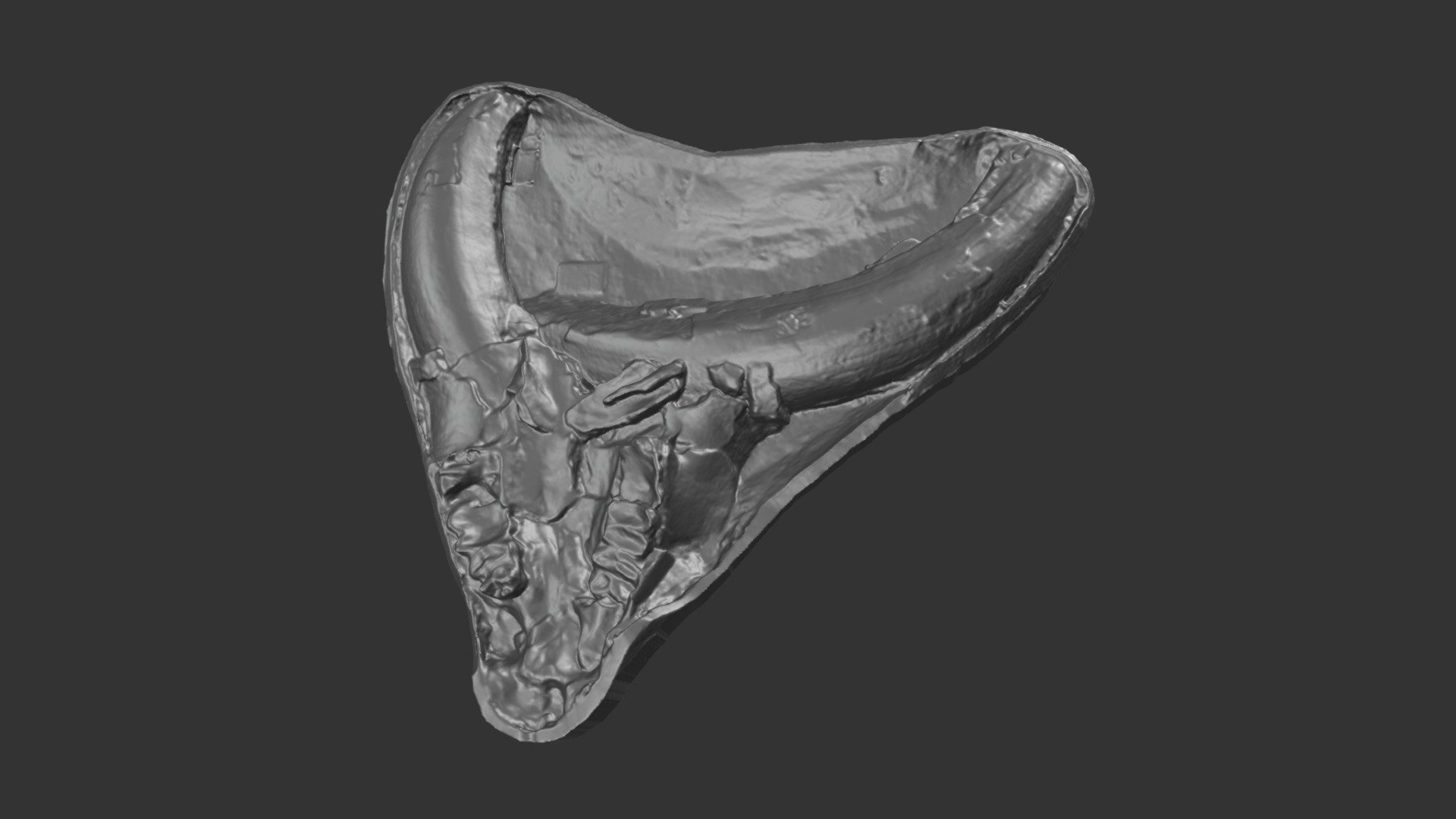 Mammut pacificus cranium