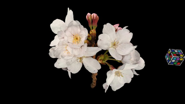 桜🌸 ソメイヨシノ Sakura Cherry Blossom 3D Model