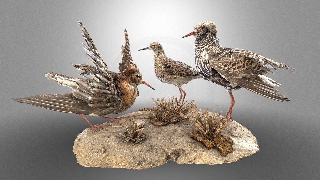 Lekking ruffs