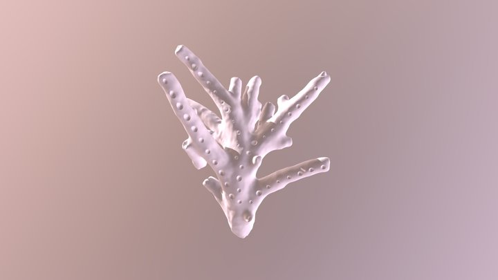 Coral With Holes For Setting 3D Model