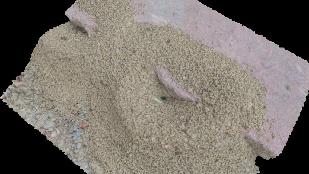 Ant Colony - Macrophotogrammetry Test