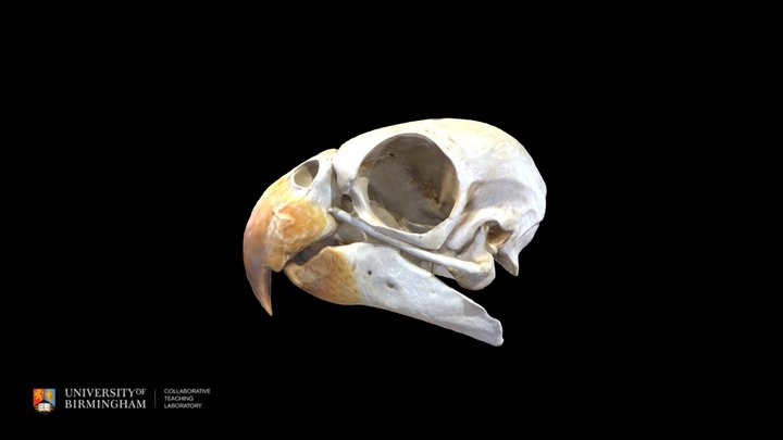 African Grey Parrot Skull 3D Model