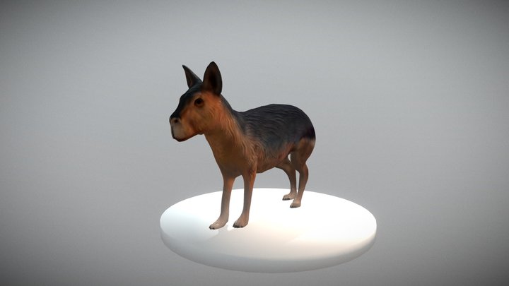 Patagonian mara 3D Model