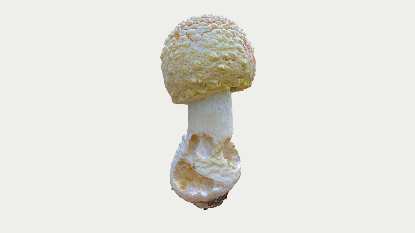 Fly Agaric 04