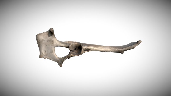 Goat Pelvis 3D Model