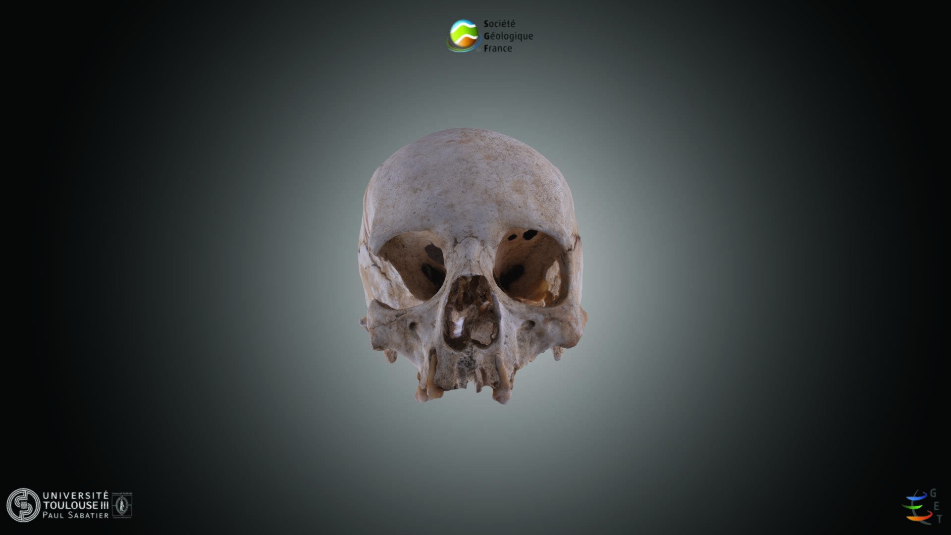 Mammifere - Homo sapiens