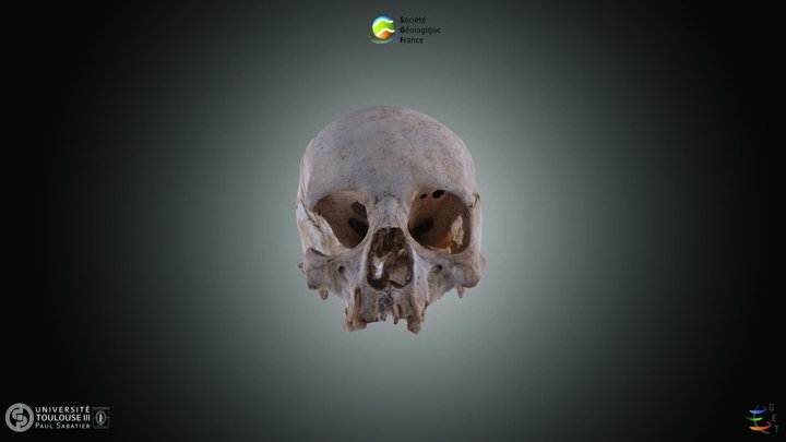 Mammifere - Homo sapiens 3D Model