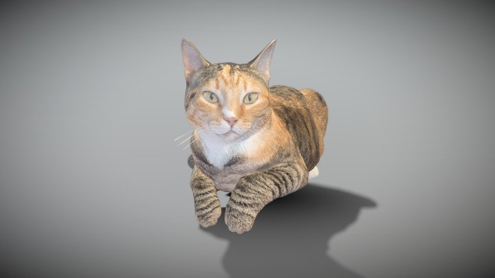 Laying cat 14 3D Model