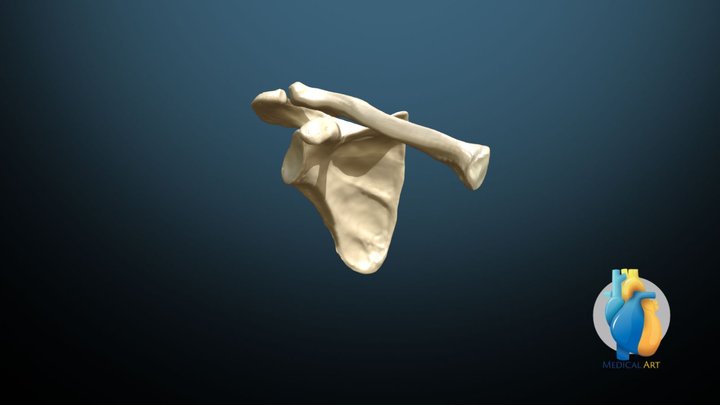 Scapula And Clavicle 3D Model