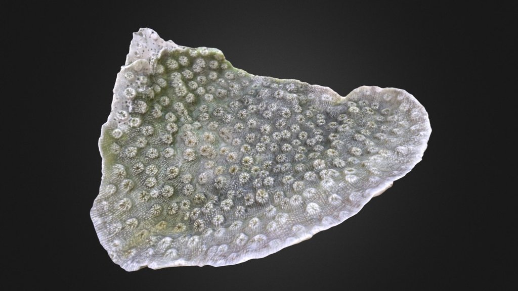 Echinopora lamellosa skeleton