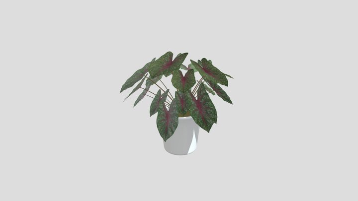 Caladium Bicolor Plant