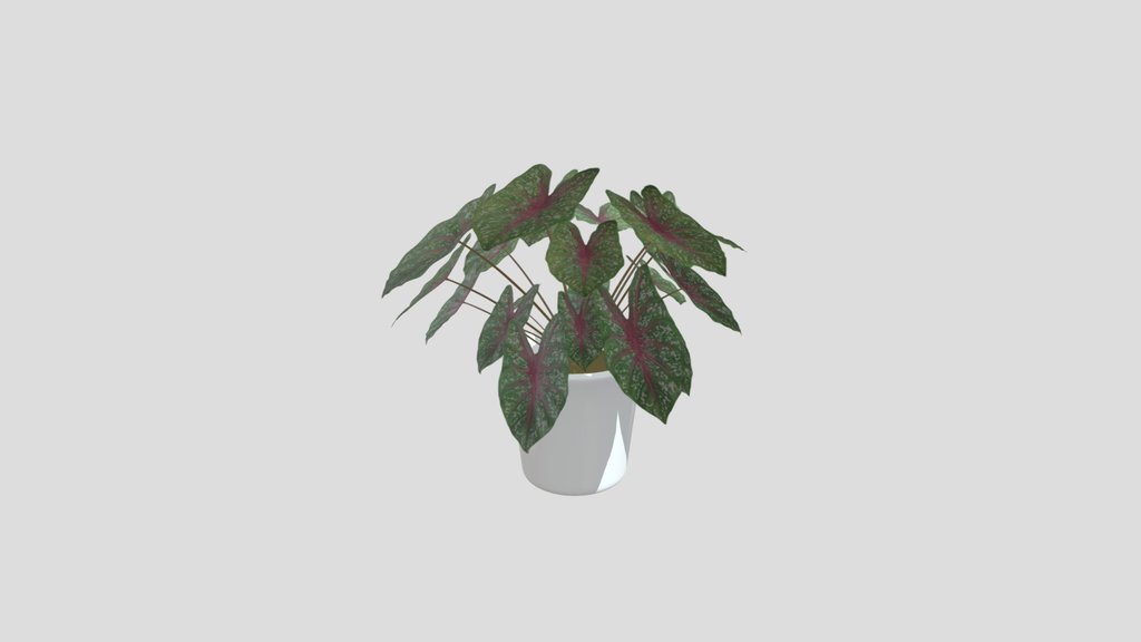 Caladium Bicolor Plant