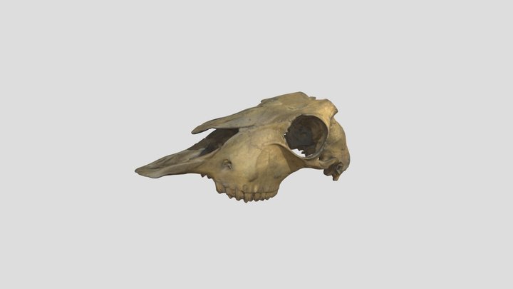 Nemorhaedus_goral_F_NML-VZ_D.166b 3D Model