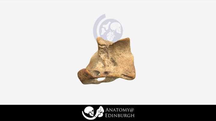 Unknown Bone Fragment #2: Cow Atlas [C1] 3D Model