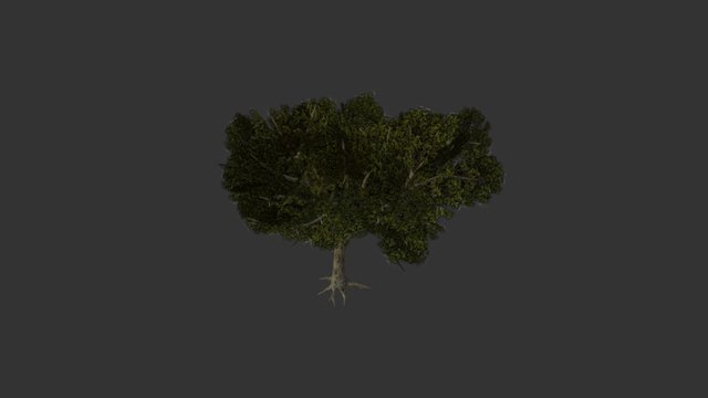Modelo Árbol 1 (Con Ramas) 3D Model