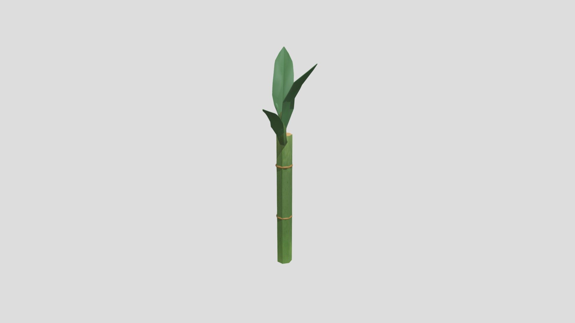Bamboo