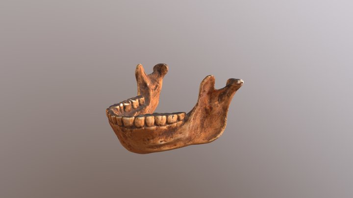 Choukoutien (Lower cave) mandible 3D Model