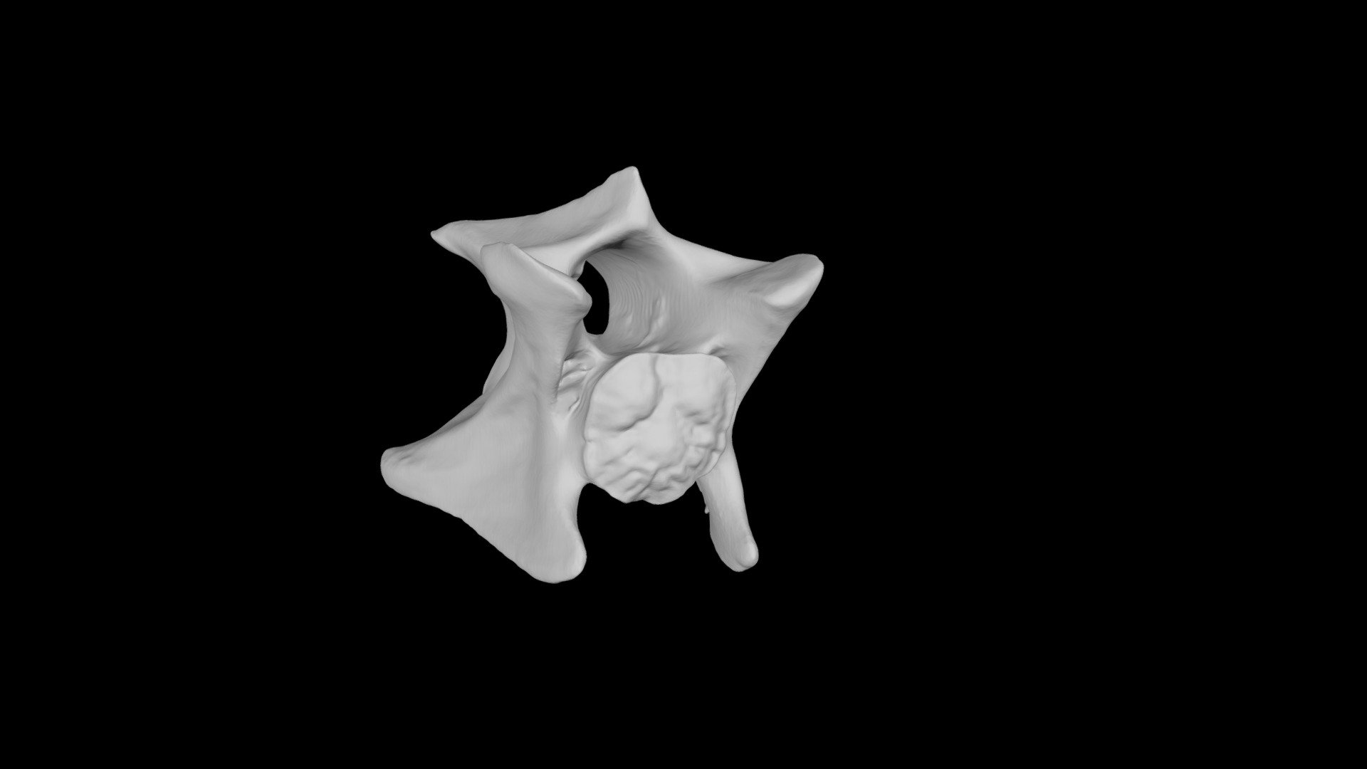 Whitetail Deer Cervical Vertebra C4