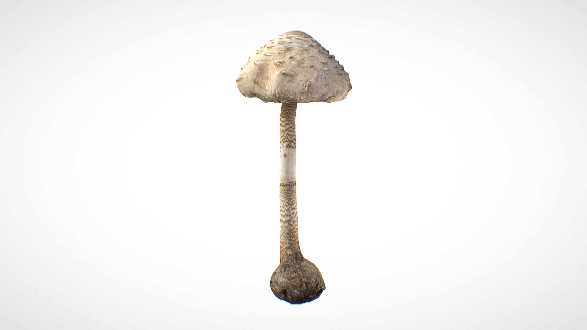 3D model Parasol mushroom 6 – retopo 8K PBR - This is a 3D model of the Parasol mushroom 6 - retopo 8K PBR. The 3D model is about a mushroom with a white background.