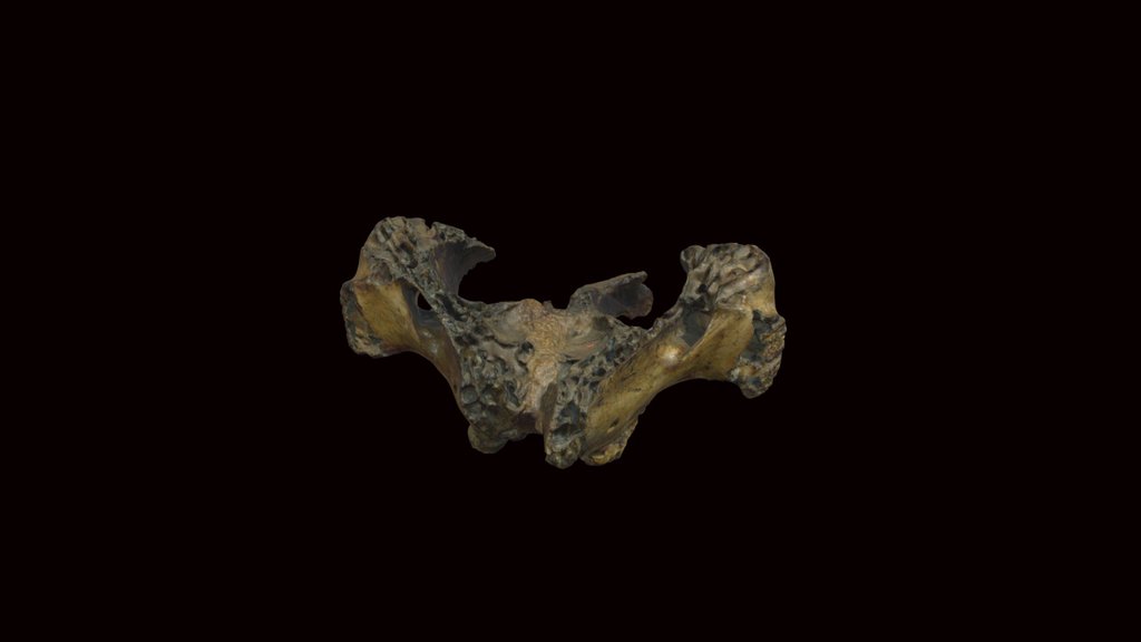 Ellenvine Mastodon Maxilla (VCU_3D_7850)