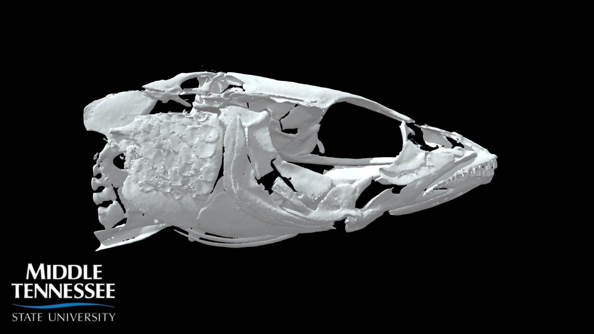 Olive Darter - Percina squamata half of skull