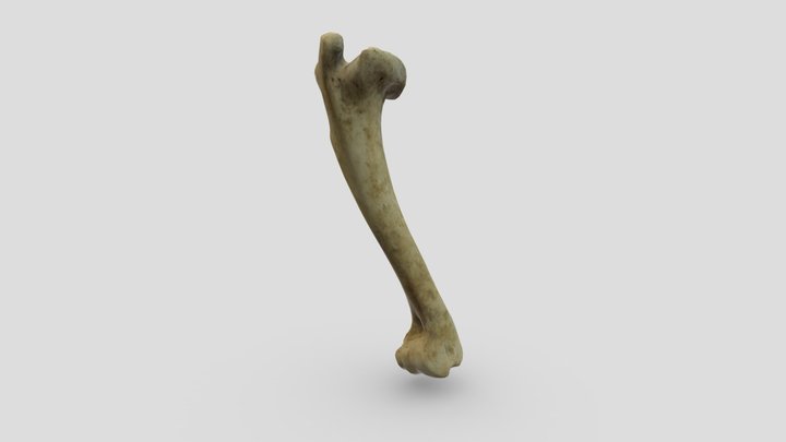 Femur 3D models - Sketchfab