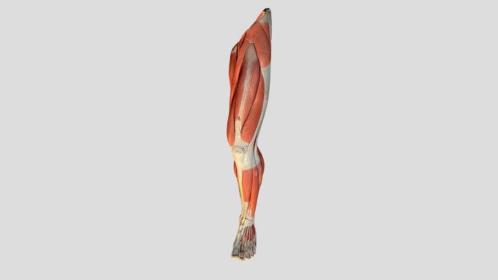 Lower Extremity Muscle Model 3D Model