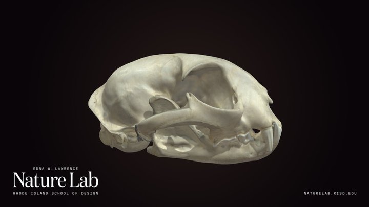 Bobcat Skull