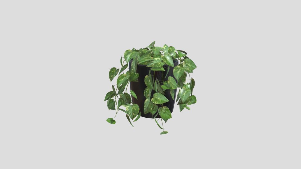 Pothos Vine In Pot