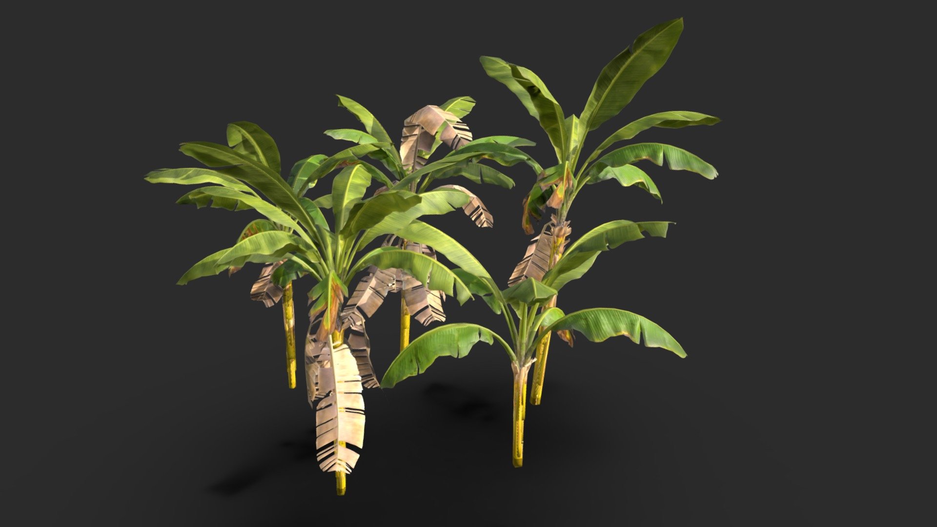 Banana Tree Asset 02 - Buy Royalty Free 3D model by KangaroOz 3D ...