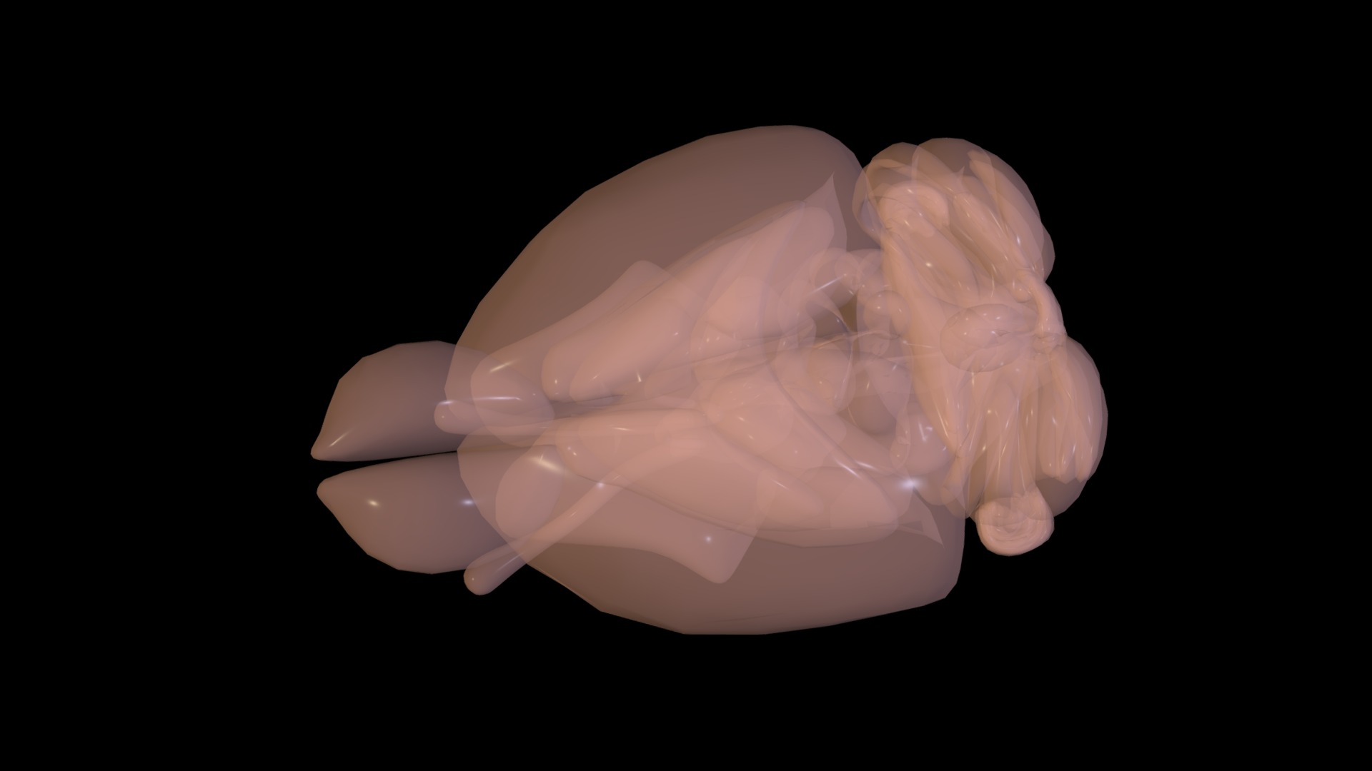 3D model Rat Brain - This is a 3D model of the Rat Brain. The 3D model is about a white and pink brain.