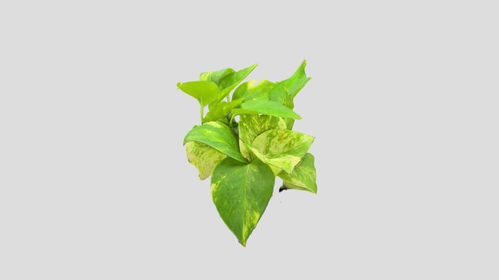 Golden Pothos 3D Model