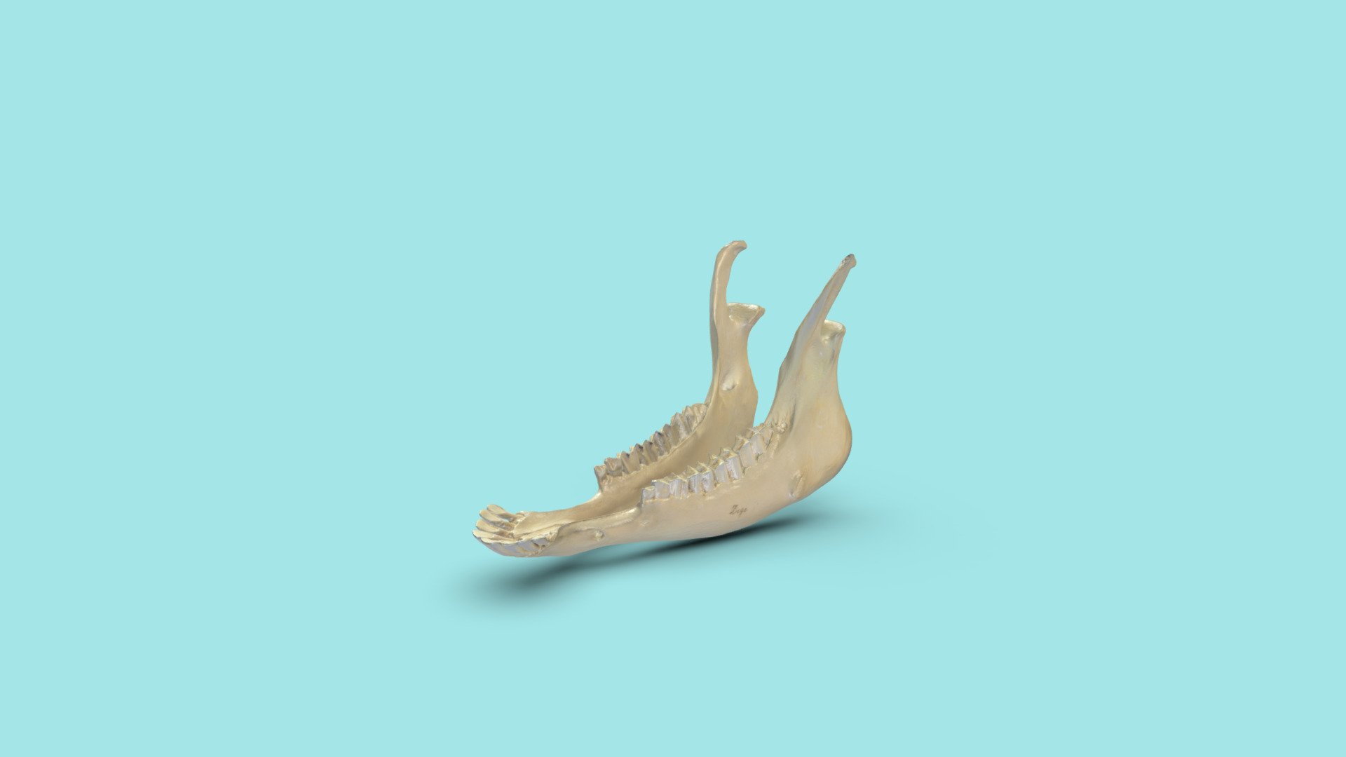 Mandibula einer Ziege - 3D model by FU Berlin Veterinary Anatomy ...