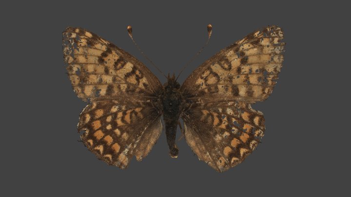 Melitea Cinxia – Modello 3D gratuito STL