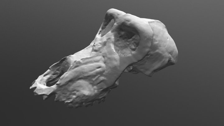 Craniu-scan 3D Model
