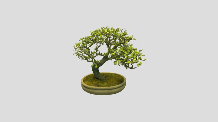 Bonsai 3D models - Sketchfab