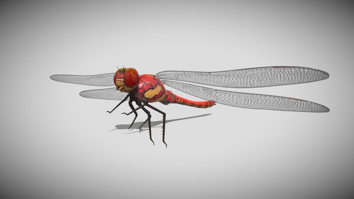 Medhue DragonFly 3D Model