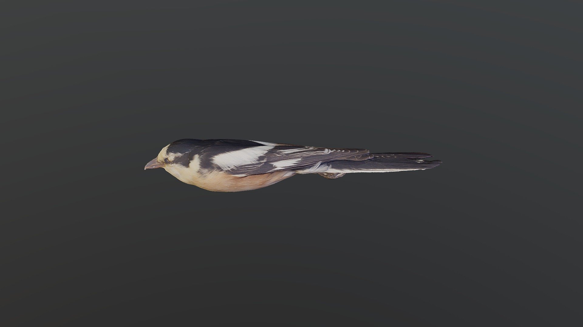 Masked Shrike - Lanius nubicus