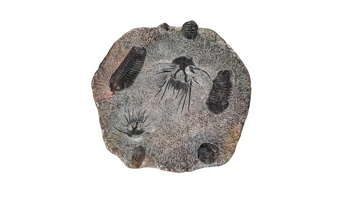 Fossil02 3D Model