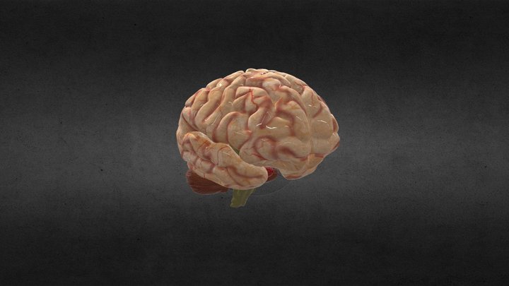 encefalo uct 3D Model