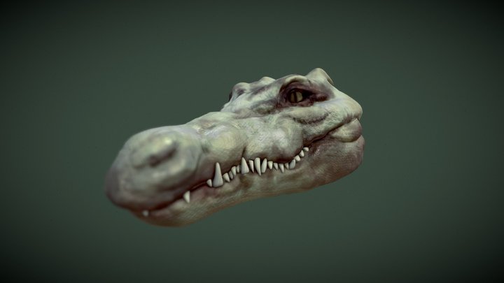 Crocodile Head 3D Model